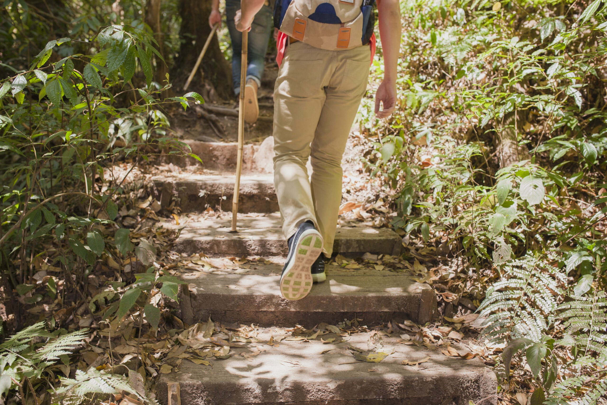 hikers walking up stairs jungle|allaire orange trail|cattus park|best hikes and trails|Screenshot 2025 05 28 at 09.58.10|henry hudson|10 31 18 cheese yel IMG 5082 570x428|batsto lake trailhead IMG 0152 570x428|attachment casino pier nj breakwater beach home slider hydrus 1170x586